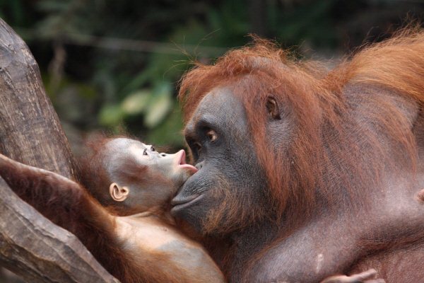 Orang Oetans